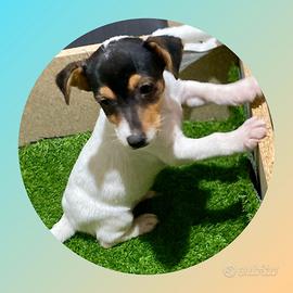 Jack Russel