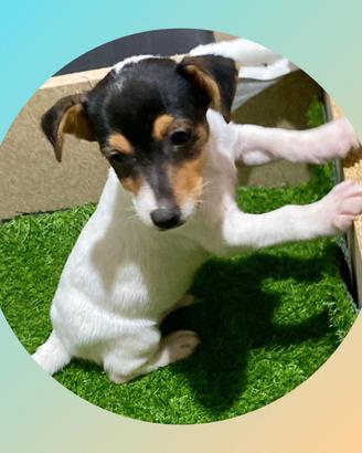 Jack Russel
