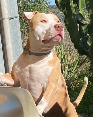 Stallone Pitbull red nose