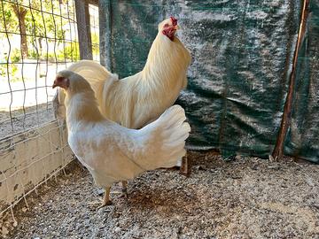 Gallina
