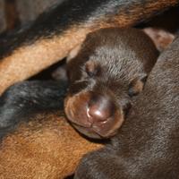 Cuccioli di Dobermann disponibili