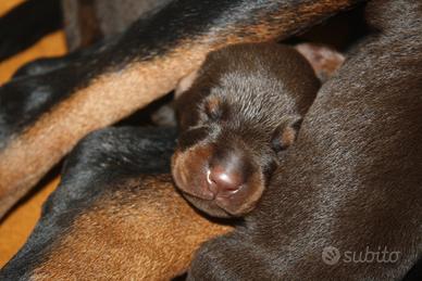 Cuccioli di Dobermann disponibili