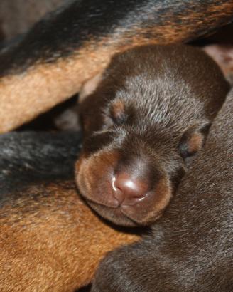 Dobermann cuccioli - consegna in tutta Italia