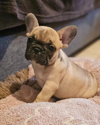 Cuccioli bulldog francese