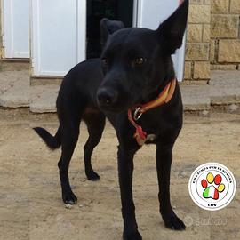 VEGA giovanissima cagnolina