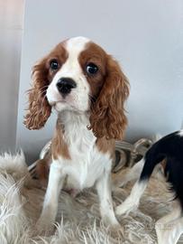 Cavalier king