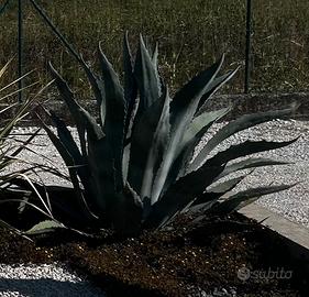 Agave