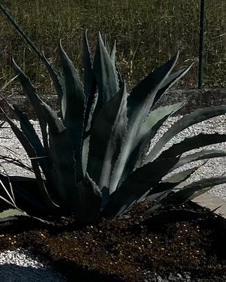 Agave