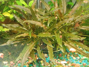 piante acquario
