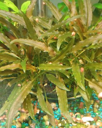 piante acquario
