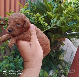 barboncino mini Toy Red 2M 2F x fine agosto 