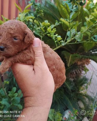 barboncino mini Toy Red 2M 2F x fine agosto 