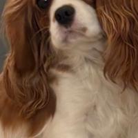 Cavalier king con pedigree enci