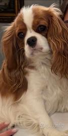 Cavalier king con pedigree enci