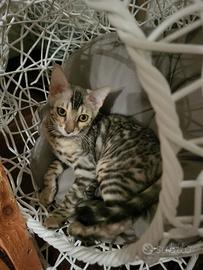 Cuccioli bengala