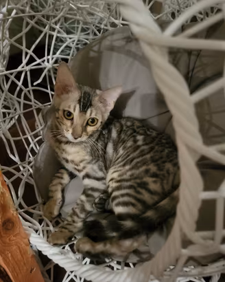 Cuccioli bengala