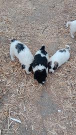 Cuccioli maremmano 5 maschi 2 femmine
