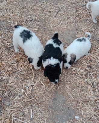 Cuccioli maremmano 5 maschi 2 femmine