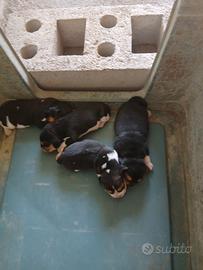Beagle