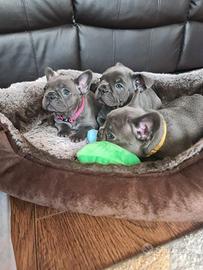 Cuccioli di Bulldog Francese Maschi e Femmine