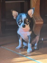Chihuahua