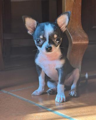 Chihuahua