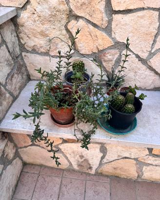Lotto Piante Grasse e Cactus con Vasi