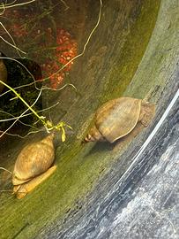 LYMNAEA STAGNALIS ( Lumaca Spazzina)
