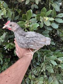 Gallo