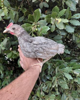 Gallo