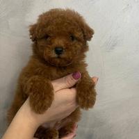 Cuccioli di barboncino Toy