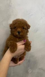 Cuccioli di barboncino Toy