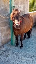 Pony femmina