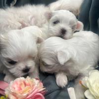 Nobile maltese coreano ,,big eyes'' maschio