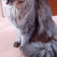 Gatti MAINE COON