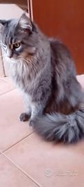 Gatti MAINE COON
