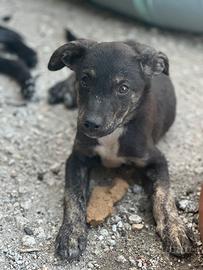 Cuccioli meticci di 4 mesi