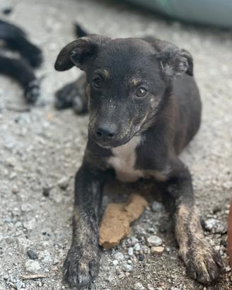 Cuccioli meticci di 4 mesi