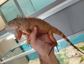 Iguana Rossa