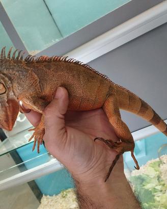 Iguana Rossa