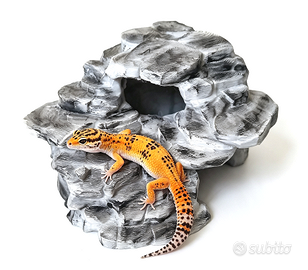 Tana grotta geco serpente rettili, spedisco