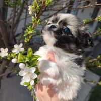 Chihuahua taglia piccola