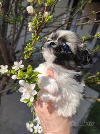 Chihuahua taglia piccola