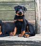 cucciola-beauceron-figlia-di-due-campioni