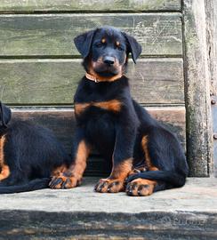Cucciola BEAUCERON figlia di due Campioni