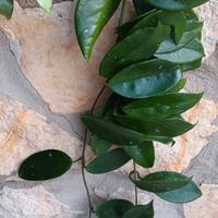 10 piante grasse più hoya