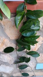 10 piante grasse più hoya