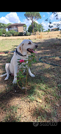 Labrador femmina