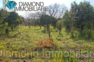 TERRENO AGRICOLO 3.460 mq A GIARRE