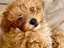 Immagine 29